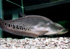 Нож Индийский Хитала глазчатый (Notopterus chitala) 7 см