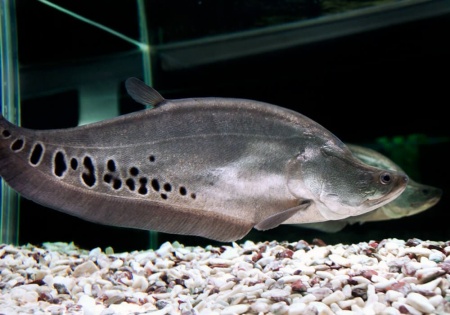 Нож Индийский Хитала глазчатый (Notopterus chitala) 7 см