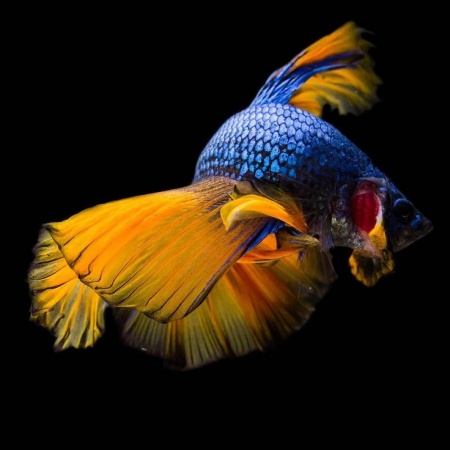 Петушок Супер Дельта Горчичный Газ самец (Betta-splendens-Super-Delta)