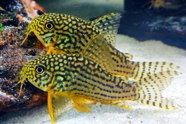 Коридорас Штерба (Corydoras sterbai) сом 2,5-3 см 