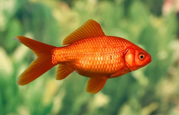 Риукин красный с широким хвостом (Goldfish Ry1ail)