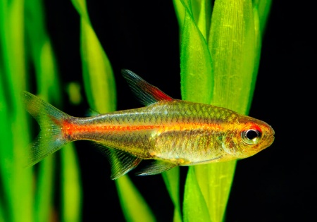 Тетра светлячок Эритрозонус (Hemigrammus Erythrosonus)
