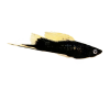 Меченосец Геллера черный флаговый (Xiphophorus helleri Black Sword Hi Fin)