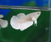 Петушок самка (курочка) Плакат Белая   (Betta fish female ) 3-3,5 см