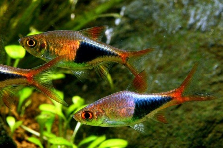 Расбора Клинопятнистая (Trigonostigma Heteromorpha)