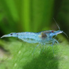 Креветка "Небесная Жемчужина" (Neocaridina Blue Pearl)
