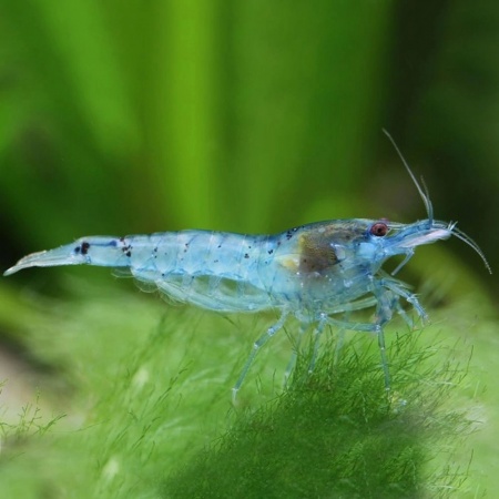 Креветка "Небесная Жемчужина" (Neocaridina Blue Pearl)