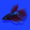 Петушок Супер Дельта неоновый дракон самец (Betta male Super Delta neon)
