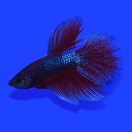Петушок Супер Дельта неоновый дракон самец (Betta male Super Delta neon)