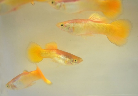 Гуппи желтый (Guppy Yellow)
