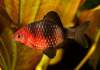 Барбус черный (Barbus nigrofasciatus)