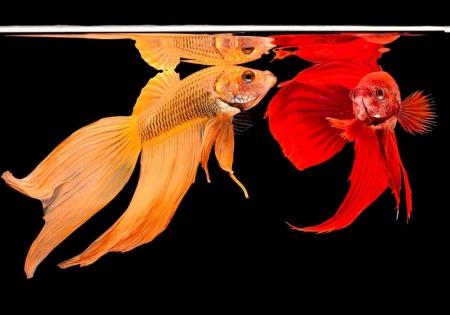 Петушок Вуалехвостый  желтый самец (Betta-splendens-platinum-Veiltail-yelloy)