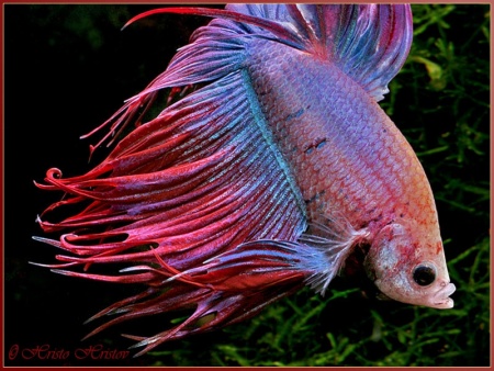 Петушок Коронохвостый розовый самец (Betta-crown-tail-pink)