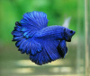Петушок Петушок Супер Дельта сапфир самец Betta-male super delta blue-sapphire)