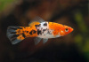 Меченосец Геллера трехцветный (Xiphophorus helleri Tricolor)