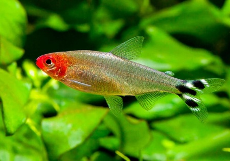 Родостомус, Тетра красноносая  (Hemigrammus rhodostomus, Hemmigrammus bleheri)