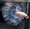 Петушок Коронохвостый Сильвер самец (betta-splendens-crown-tail-silver)