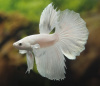Петушок Супер Дельта белый самец (betta-MALE super-delta-white-)