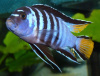 Цихлида Элонгатус псевдотрофеус Мпанга (pseudotropheus elongatus mpanga)