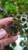 Буцефаландра Миниатюрная (Bucephalandra sp. "Kedagang Mini) 1 ветка