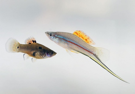 Меченосец Геллера зеленый (Xiphophorus helleri Green)