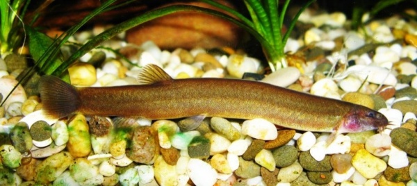 Акантофтальмус Блэк Яванский (Acanthophthalmus Pangio oblonga ) P.javanicus)