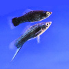 Меченосец Геллера черный (Xiphophorus helleri Black)