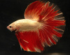 Петушок Супер Дельта красно белый самец (Betta male Super Delta-red-white)
