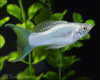 Моллинезия снежинка лирохвостая (Poecilia latipinna Silver lyretail Molly)