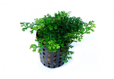 Болбитис гетероклита дефформис (Bolbitis heteroclita ‘Difformis’)