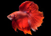 Петушок Халф Мун розохвостый красный самец (Betta male Halfmoon Rosetail red)