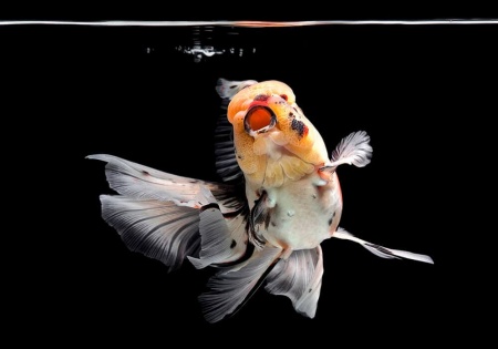 Оранда ситцевая  (Goldfish Oranda calico)