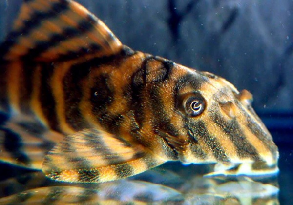 Пеколтия Рио Токантис L080 сом (Peckoltia sp. L080) 3,8 см 