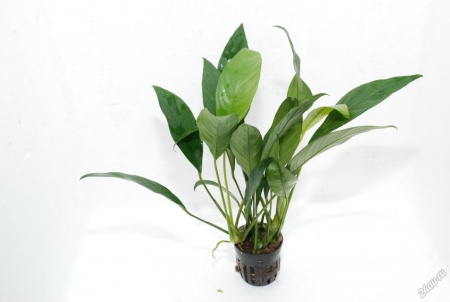 Анубиас Бартера (Anubias barteri) узколистный