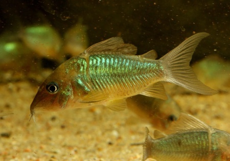 Коридорас Изумрудный Брохис (Corydoras splendens) сом 2-2,5 см 