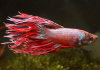Петушок Коронохвостый розовый самец (Betta-crown-tail-pink)