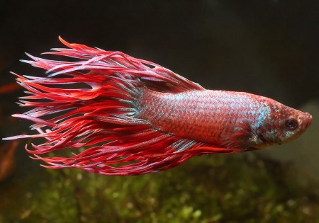 Петушок Коронохвостый розовый самец (Betta-crown-tail-pink)