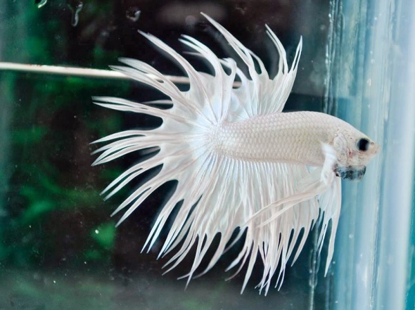 Петушок Коронохвостый белый самец (betta-crown-tail-white)