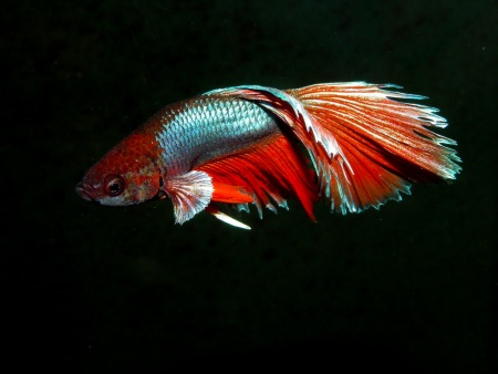 Петушок Вуалехвостый дракон биколор красно-синий самец (Betta-Dragon-Veil-Tail-Bicolor-Red-Blue)