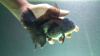 Оранда голубая (Goldfish Oranda blue)