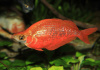 Глоссолепис красный (Glossolepis incisus)