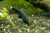 Аптеронотус Нож черный (Apteronotus albifrons)  3,5-4 см 