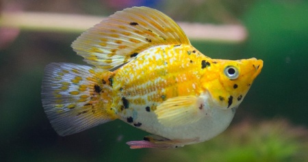 Моллинезия золотой баллон (Poecilia sphenops Golld Molly balloon)