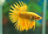 Петушок Коронохвостый ананасовый самец (Betta-splendens-crown-tail-Pineapple)