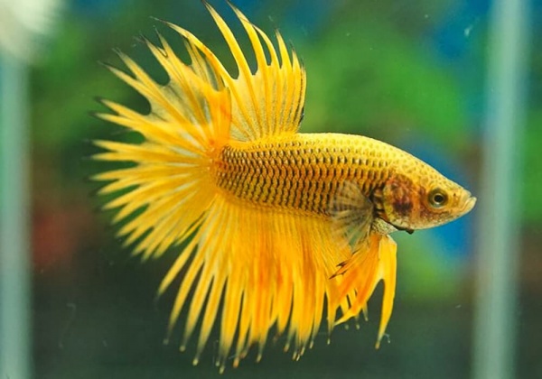 Петушок Коронохвостый ананасовый самец (Betta-splendens-crown-tail-Pineapple)