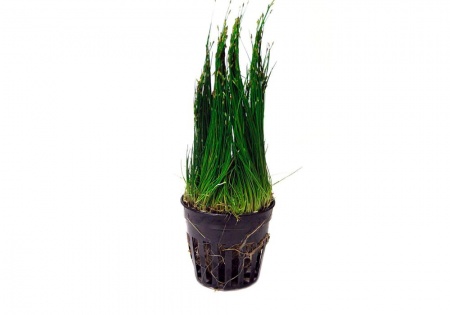 Элеохарис парвула (Eleocharis parvula)