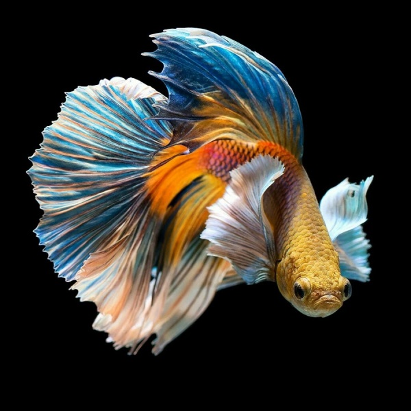 Петушок ХалфМун Дамбо желтый самец (Betta-splendens-Super-Delta-Dumbo-E)