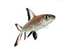 Акулий Балу (Balantiocheilus melanopterus)