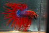 Петушок Коронохвостый сине-красный самец (Betta Fish Male Blue-red krown-tail)