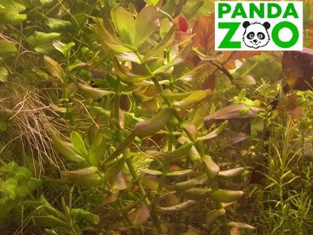 Bacopa caroliniana- Бакопа каролиниана L022